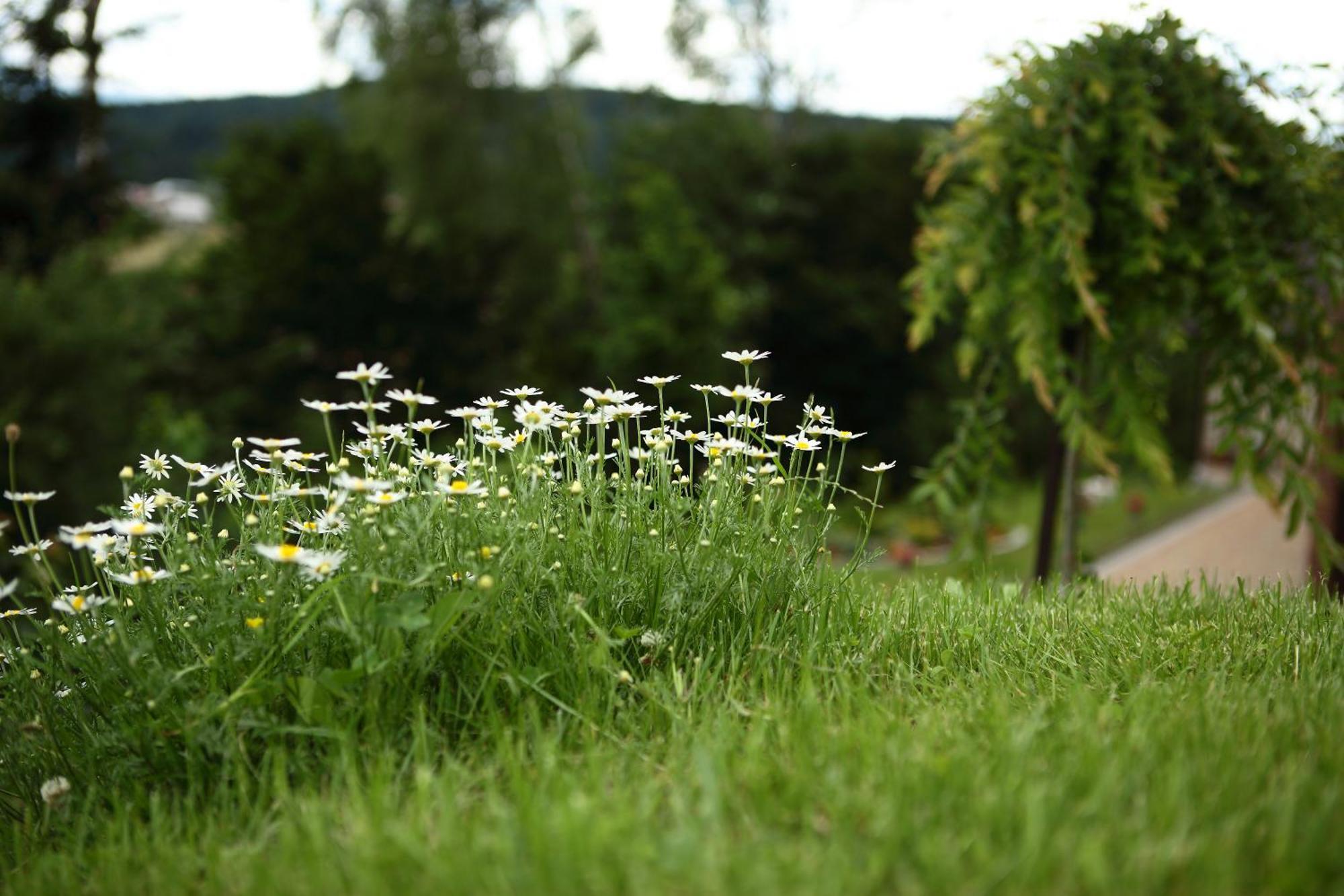 Favar Carpathians Skhidnytsia Ngoại thất bức ảnh