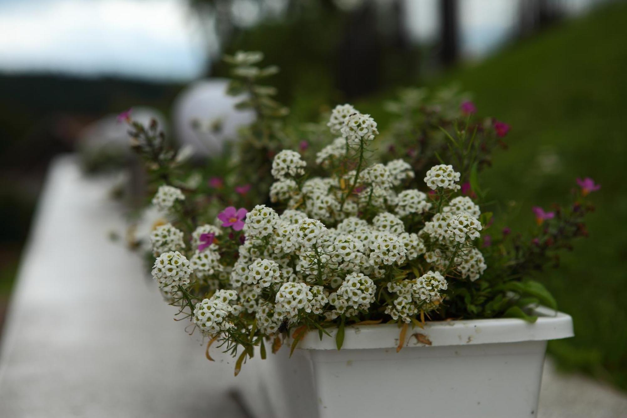 Favar Carpathians Skhidnytsia Ngoại thất bức ảnh
